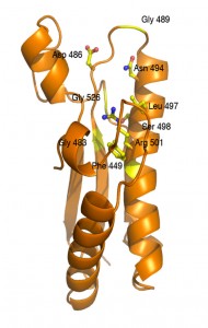 Structural model of the EAEC TagL periplasmic peptidoglycan-binding domain